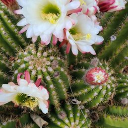 The cactus are blooming in the front yard of the home I am purchasing! (photo credit to my realtor Lindsey taking)