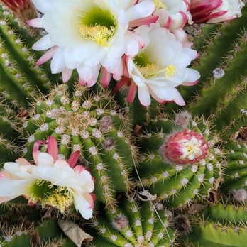 Blue Shield Home Inspection & Consulting - The cactus are blooming in the front yard of the home I am purchasing! (photo credit to my realtor Lindsey taking) - Home Inspectors Near Me