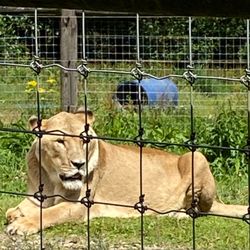 The Five Sisters Zoo