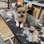 Photo of 3d grooming
