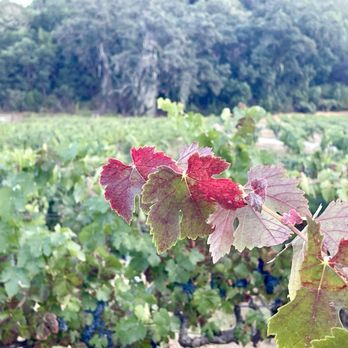 Duncan Peak Vineyards - September 20, 2024. Fall colors. - Wineries Near Me - Hopland, California Duncan Peak Vineyards - September 20, 2024. Fall colors. - Wineries Near Me - Hopland, California