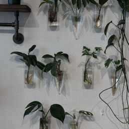 Plants at The Alchemist's Kitchen