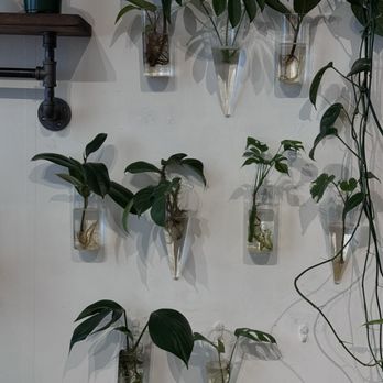 The Alchemist's Kitchen - Plants at The Alchemist's Kitchen - Vitamins & Supplements Near Me - New York, New York
