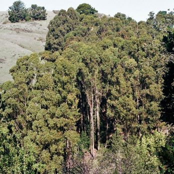 Seaview Trail - A grand view of a distant grove of eucalyptus, visible from Seaview Trail. - -Tom Brody - Hiking Near Me - Orinda, California Seaview Trail - A grand view of a distant grove of eucalyptus, visible from Seaview Trail. - -Tom Brody - Hiking Near Me - Orinda, California