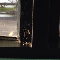 Dead spiders and cobwebs in window