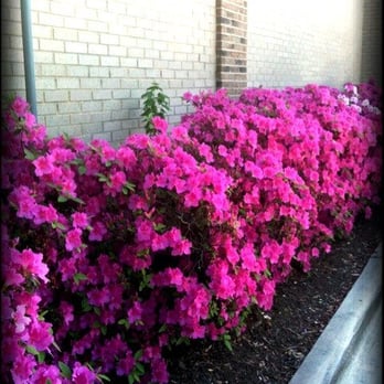 Starbucks - Lovely drive-thru - Coffee & Tea Near Me - Cary, North Carolina Starbucks - Lovely drive-thru - Coffee & Tea Near Me - Cary, North Carolina