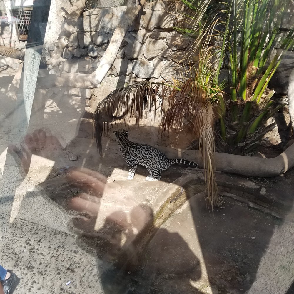 Zoológico Metropolitano - Leopard! - Recreation Centers Near Me - Santiago, RM