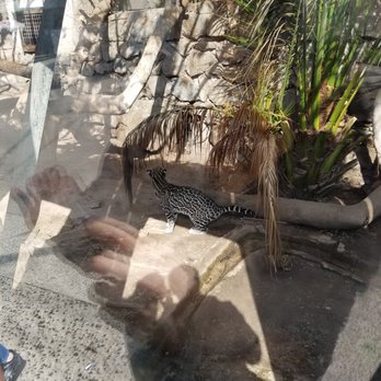 Zoológico Metropolitano - Leopard! - Recreation Centers Near Me - Santiago, RM