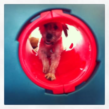 Wagababa Daycare & Boarding - Pet Sitting Near Me - Vancouver, British Columbia Wagababa Daycare & Boarding - Pet Sitting Near Me - Vancouver, British Columbia