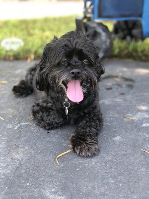 groom service mobile pet spa