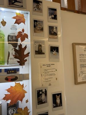 Kokoro Cat Café by null