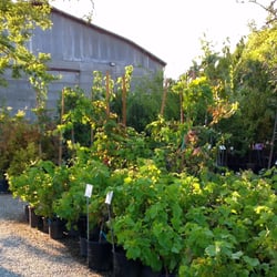 Cagliero Ranch Nursery