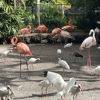 Flamingo Gardens - Botanical Gardens Near Me - Davie, Florida Flamingo Gardens - Botanical Gardens Near Me - Davie, Florida