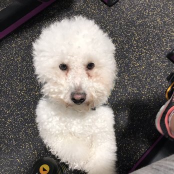 PetSmart - Pet Training Near Me - Bloomington, Illinois