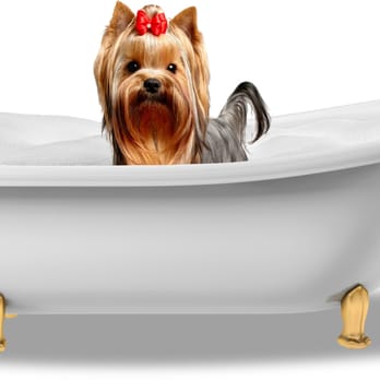 Le Bone Pet Spa - Where the groomers are the owners!! - Pet Groomers Near Me - Pembroke Pines, Florida Le Bone Pet Spa - Where the groomers are the owners!! - Pet Groomers Near Me - Pembroke Pines, Florida