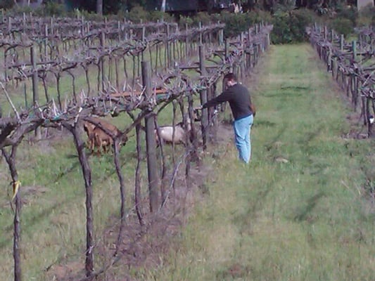 Orfila Vineyards and Winery by null