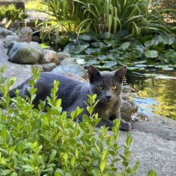 La Rochelle Winery - Gris Gris the cat.