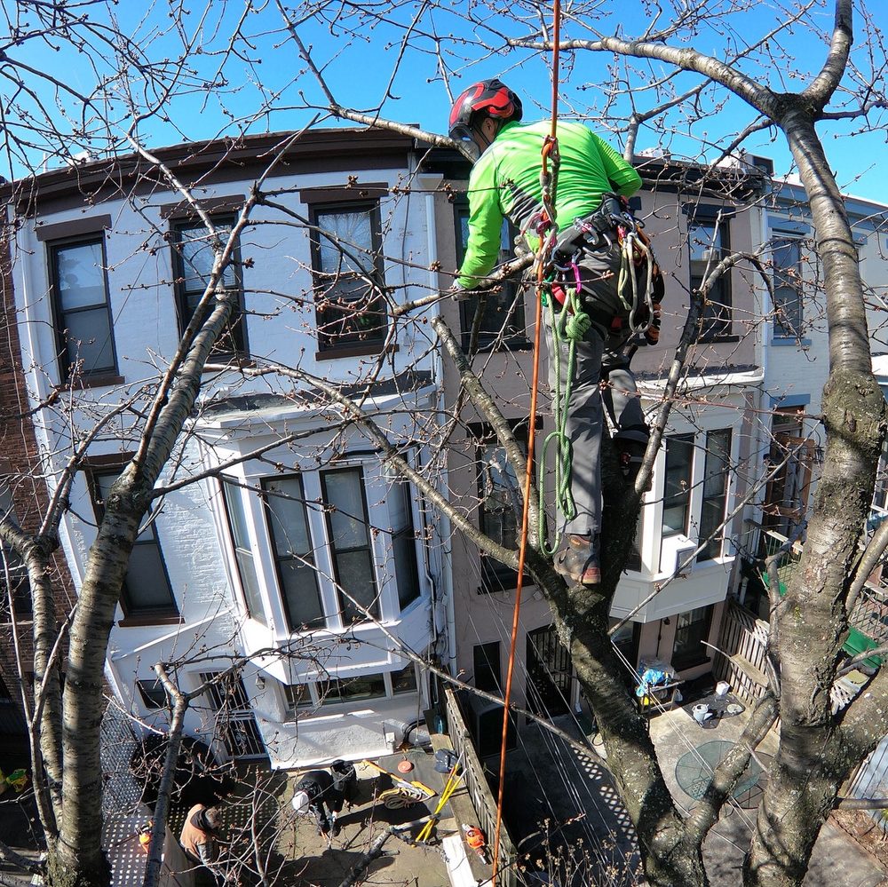 Spider GreenScapes - tree service in College Point, NY