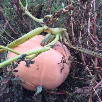 Bob's Corn & Pumpkin Farm - Pumpkin Patches Near Me - Snohomish, Washington