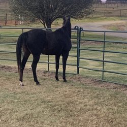 For the love of horses - Another horse near by