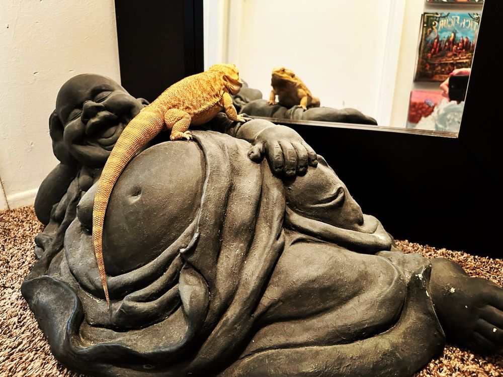 Reptile Factory - Garden Grove - reptile breeding in Garden Grove, CA