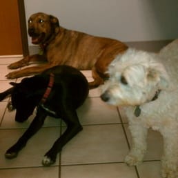 Nala, Addie and Echo Nala, Addie and Echo