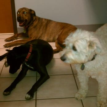 Paleface Veterinary Clinic - Nala, Addie and Echo - Veterinarians Near Me - Spicewood, Texas Paleface Veterinary Clinic - Nala, Addie and Echo - Veterinarians Near Me - Spicewood, Texas
