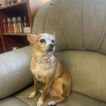 MexiVet Express - Chelsea sitting on the couch in the veterinarian office's waiting room. - Veterinarians Near Me