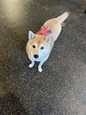 The Boozy Mutt by null