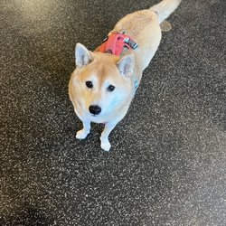The Boozy Mutt - Shiba Inu