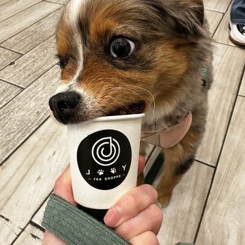 Jooy Tea Shoppe - Puppuccino - Bubble Tea Near Me - New York, New York Jooy Tea Shoppe - Puppuccino - Bubble Tea Near Me - New York, New York
