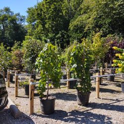 Montgomery Nurseries - Container tree's