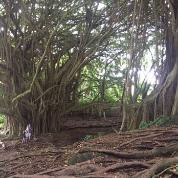 Rainbow Falls - GIGANTIC OLD TREES! That's my 6'3" husband on the bottom left corner with our children! - Parks Near Me - Hilo, Hawaii