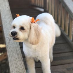 House of Hounds - Sporting his new doo!