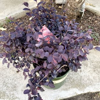 Armstrong Garden Centers - Purple "Ever Red Fringe Flower" Loropetalum - Nurseries & Gardening Near Me - Claremont, California Armstrong Garden Centers - Purple "Ever Red Fringe Flower" Loropetalum - Nurseries & Gardening Near Me - Claremont, California