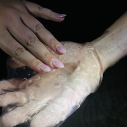 Moon jellyfish