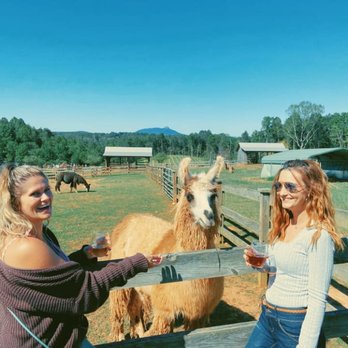 Divine Llama Vineyard - Wineries Near Me - East Bend, North Carolina