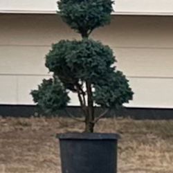 Central Valley Nursery - Pom Pom tree