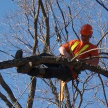 Treeworks - Tree Services Near Me - Lakefield, Ontario Treeworks - Tree Services Near Me - Lakefield, Ontario