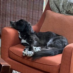 Buddha and Me - Service/emotional support dog