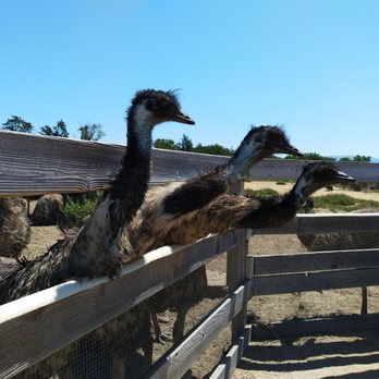 Ostrichland USA - Attraction Farms Near Me - Solvang, California Ostrichland USA - Attraction Farms Near Me - Solvang, California