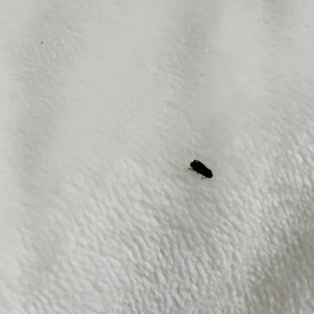 Inn at Whitewing Farm - Bugs in the bed. Both dead and alive - Bed & Breakfast Near Me - West Chester, Pennsylvania