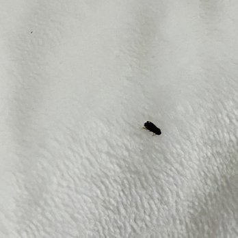 Inn at Whitewing Farm - Bugs in the bed. Both dead and alive - Bed & Breakfast Near Me - West Chester, Pennsylvania Inn at Whitewing Farm - Bugs in the bed. Both dead and alive - Bed & Breakfast Near Me - West Chester, Pennsylvania