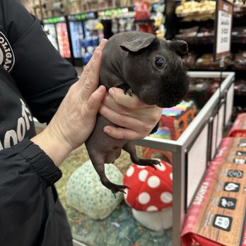 Kahoots Pet Store - Awww - Pet Stores Near Me - Huntington Beach, California Kahoots Pet Store - Awww - Pet Stores Near Me - Huntington Beach, California