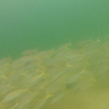PuraBaja Tours - Snorkeling Near Me - Cabo San Lucas, BCS
