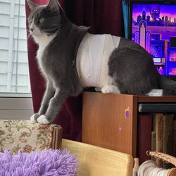Court Animal Hospital - Casper