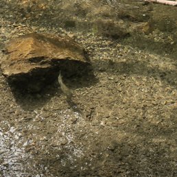 Brookie's Brookie's