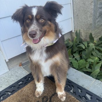 Groom N Scoop - Pet Groomers Near Me
