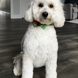 Rufflections Dog Grooming - Mini goldendoodle wash and haircut. (Face wet from drinking water)