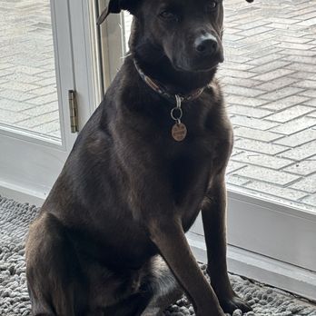 Happy Puppy - Gomez - Pet Sitting Near Me - Naperville, Illinois Happy Puppy - Gomez - Pet Sitting Near Me - Naperville, Illinois